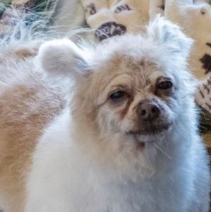 Meet your Posher, Daniela